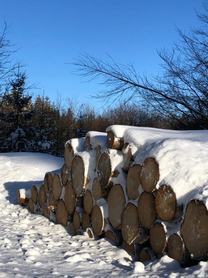 Bocksbergglueck In Hahnenklee, Endreinigung, Bezogene Betten, Handtuecher Inklusive جوسلار المظهر الخارجي الصورة